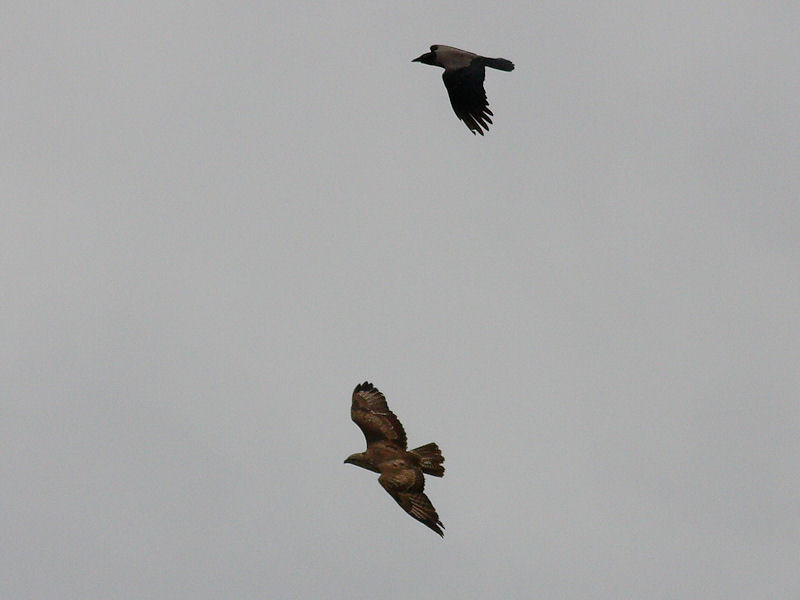 Battaglia in volo